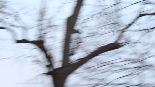Great Horned Owl Attacks Red-tailed Hawk, March 7, 2014