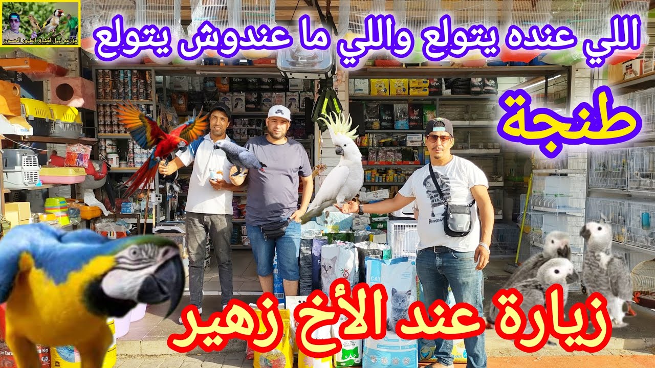 أرخص أثمنة الطيور عند الاخ زهير بالجملة والتقسيط عروض سخية في الأدوية والتغذية #طنجة🔝✌️