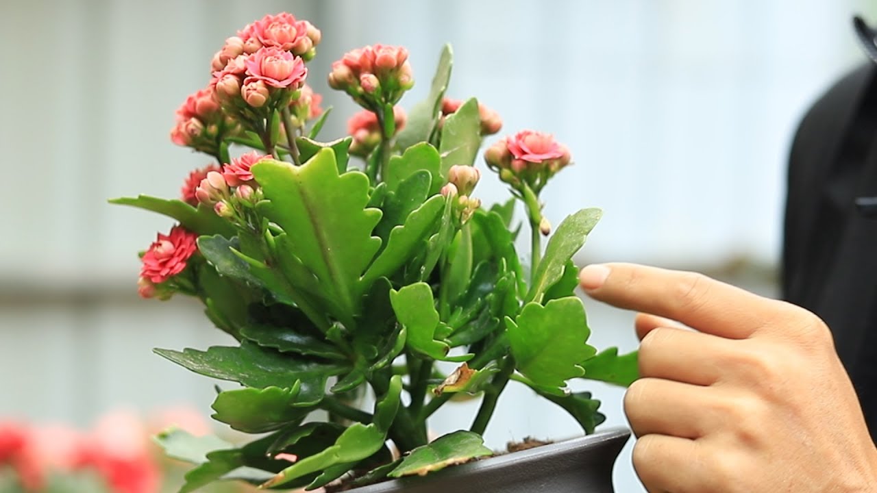 长寿花开花后 这些地方剪一剪 下次开花爆满盆 Youtube