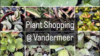 Hoya Plant Shopping @ Vandermeer ( Hoya, Hoya, Hoya!) by lifeofbellina 1,784 views 1 month ago 23 minutes