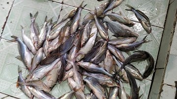 Cách câu, mồi câu cá chốt khủng sông cửu long-tập 60- NguoiVoHinhTV