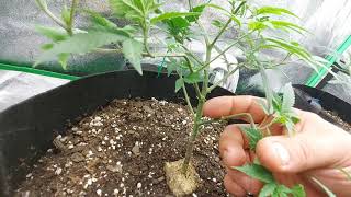 A Trip Around The Room. grow update: LST, super cropping, new seeds