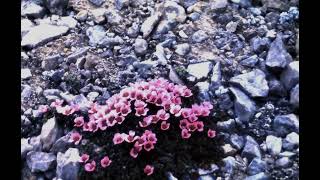 Flowers are blooming in Antarctica (xVortix - Devil core) (Slowed vers.)