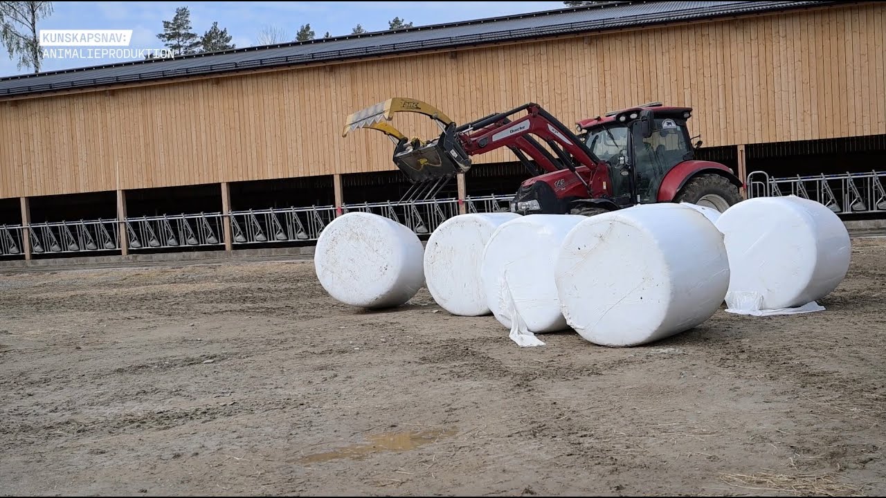 Harparboda – Vallfoder är basen