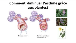 Les plantes efficaces pour contrôler l'asthme et réduire les ...