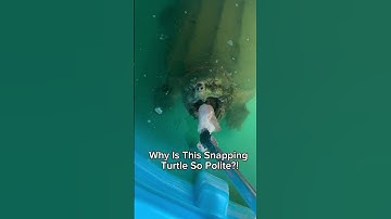 Why Is This Snapping Turtle So Polite?! #shorts #turtle