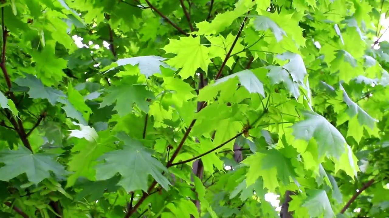 КРАСИВЫЙ ФУТАЖ Листья деревьев и красивое пение птиц. РЕЛАКС  ПОДПИШИСЬ !