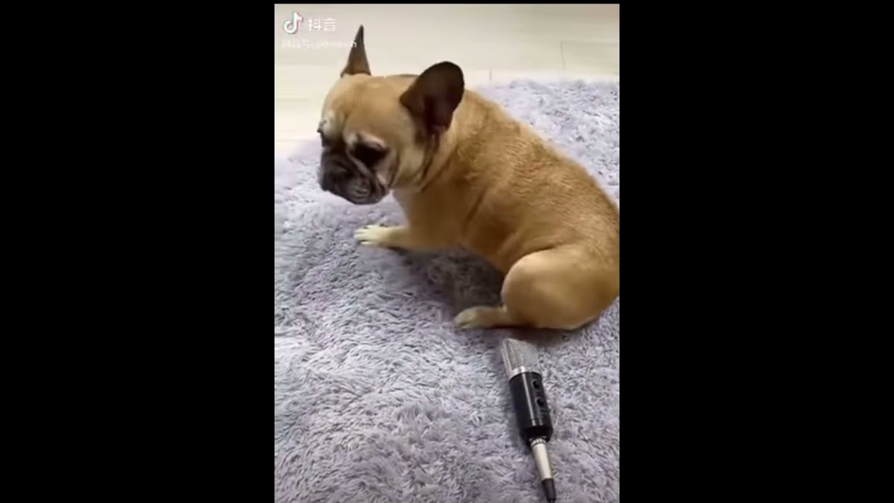 犬 爆笑 音量注意 自分のオナラにビックリするワンちゃん ワイ動画まとめ 犬 爆笑 音量注意 自分のオナラにビックリするワンちゃん ワイ動画まとめ