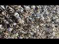 Clean Barnacles 77