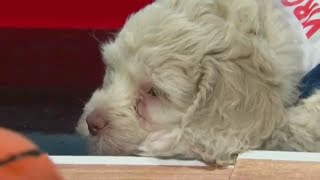 National Puppy Day Brings Dribbling Dogs To Wcco