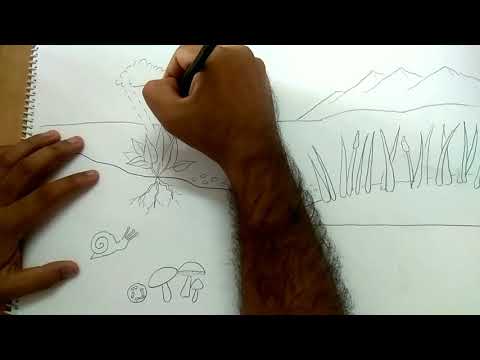 how to draw ecosystem diagram