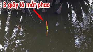 Câu Cá , Câu Trúng Ổ Cá Rô Đồng , Cá Chốt Để Xuống Là Rút Phao Liền