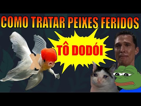 Vídeo: Remédio caseiro para feridas abertas em cães