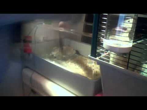 ransom Rodent update - Baby Mice and Rat Feeding.