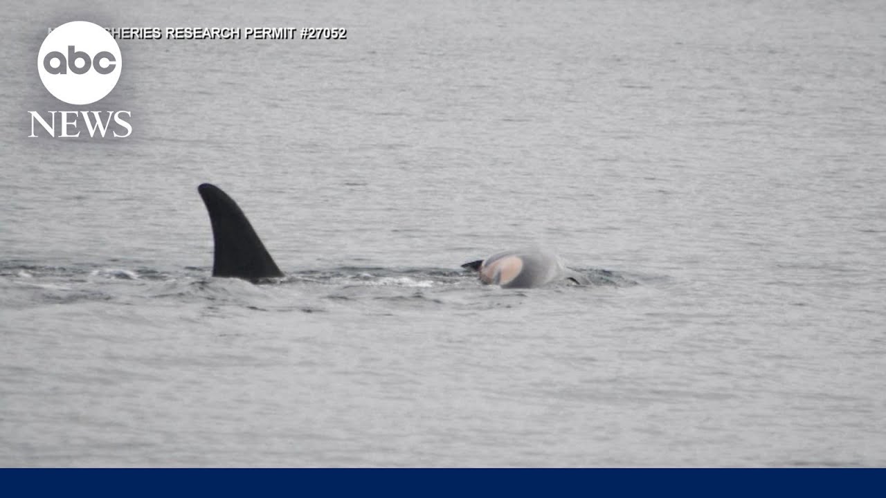 Mother whale caught in apparent act of mourning for dead calf