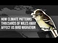 Bird Migration and Climate Patterns Quiz