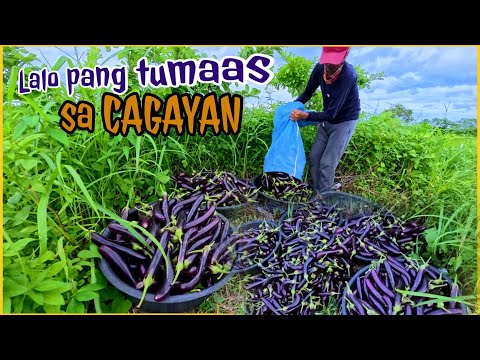 TUMAMA SANA SA PRESYO KUNG MAY MABABAGSAKAN LANG NG TALONG