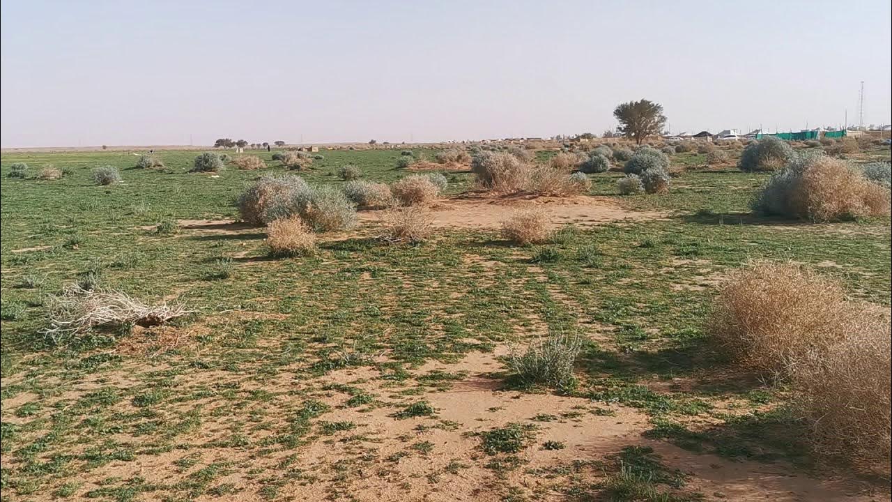 Rumput tumbuh tebal ditengah padang pasir Arab Saudi - YouTube