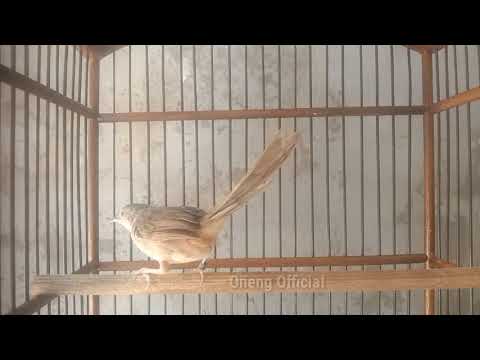 Pancingan cigun muda gacor ini mampu memancing cigun bahan agar ikut bunyi sahut sahutan