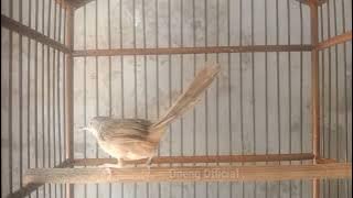 Pancingan cigun muda gacor ini mampu memancing cigun bahan agar ikut bunyi sahut sahutan