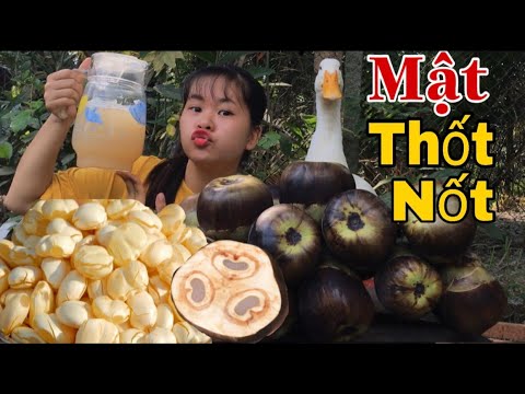 Video Giải Nhiệt Với Mật Thốt Nốt Siêu Thơm Ngon. Bim Bim... - youtube