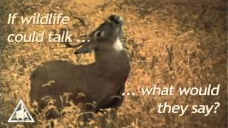 If Wildlife Could Talk -- Deer Communication (wt-009) screenshot 1