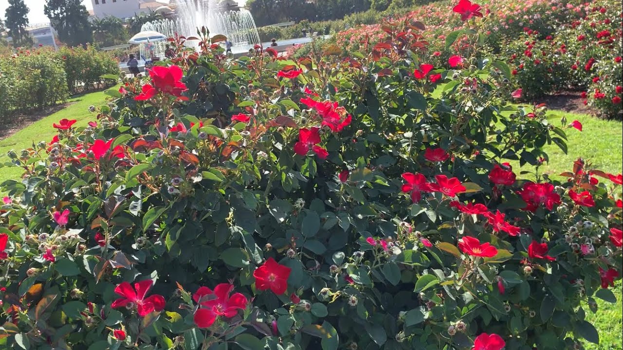 Rose Garden LA California 🌴🌹🌴🌹💐 YouTube