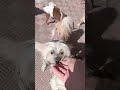 милые милахи милые милахи