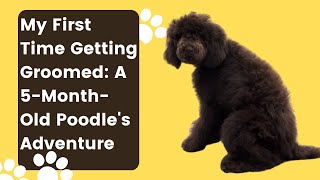 A 5-Month-Old Poodle’s First Grooming Experience! 🐩✨