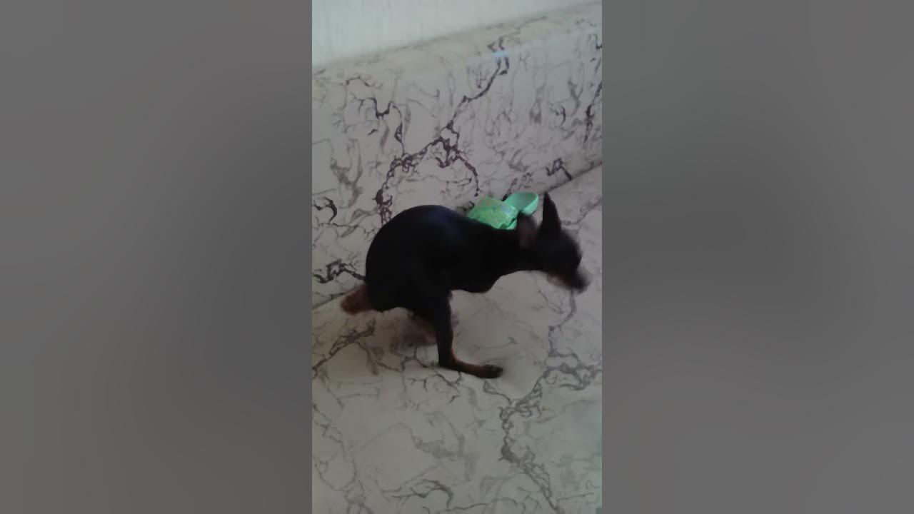 Тупая собака трахает белку игрушку. Жесть смотреть всем до конца!!! XD ...