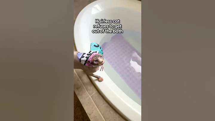 Video 9037491: hairless cat bath