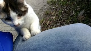 公園の野良猫一家、今日はみんなで出てきてくれました。
