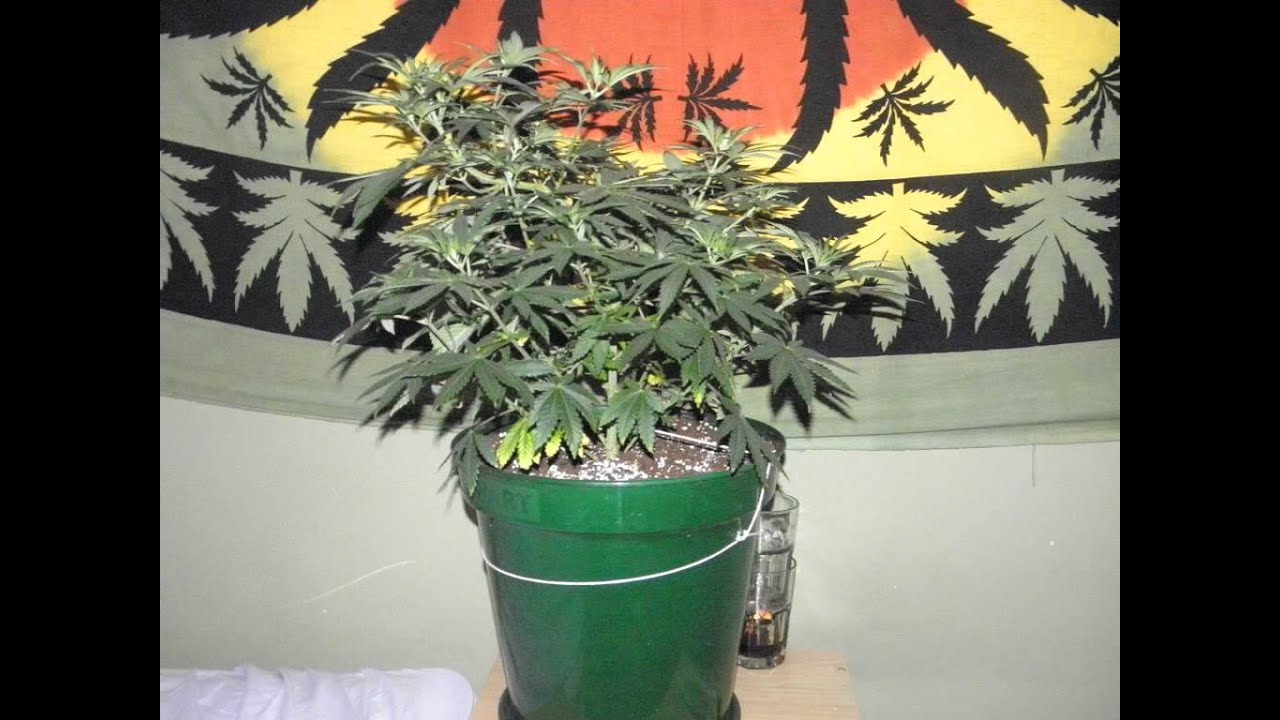 Moby Dick - Jurnal 01