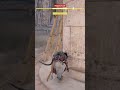FIGHT FOR VILLAGERS ... || Assassin’s Creed Origin