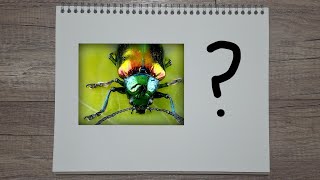 What Makes Beetles Iridescent (and Structural Coloration)