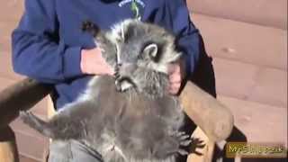 СМЕШНЫЕ ЖИВОТНЫЕ Подборка смешных видео Август 2013 II Best FUNNY ANIMALS 2013 СМЕШНЫЕ ЖИВОТНЫЕ Подборка смешных видео Август 2013 II Best FUNNY ANIMALS 2013