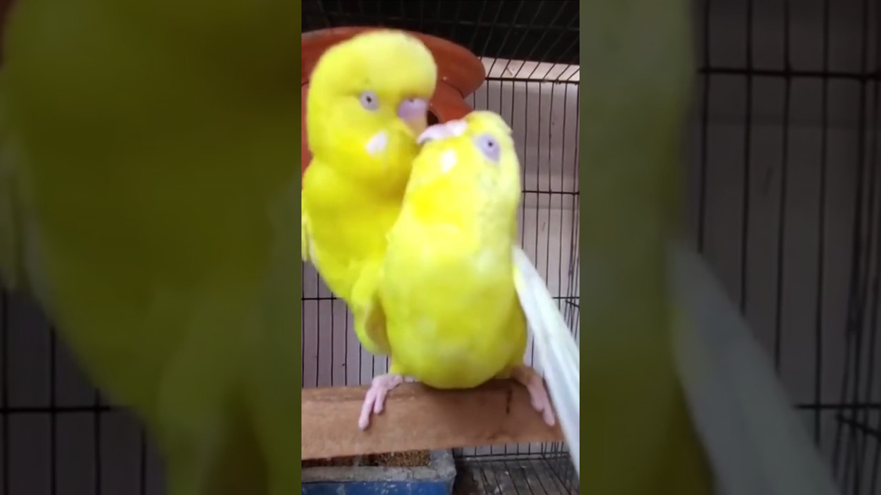 ap apne birds se breeding Lena chahate ho to | 