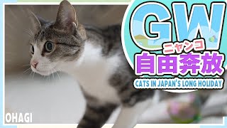 GWに自由奔放な猫たち by MAKO0MAKO0 / まこまこ 443 views 6 days ago 3 minutes, 38 seconds