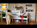 Hide & Seek With My Huskies & Baby In Our Brand New House!! [BEST REACTIONS EVER!!]