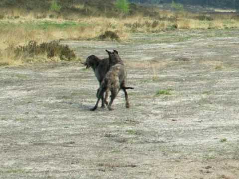 Deerhounds playing