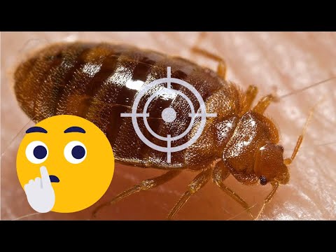 Video: Odpravljanje slabih hroščev s koristnimi žuželkami - Vej kako