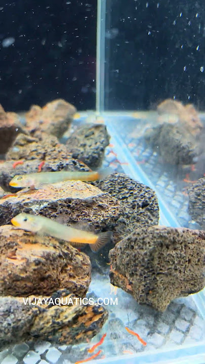 beautiful red lips goby #vijayaquatics #exoticaquariumfish #fishunboxing