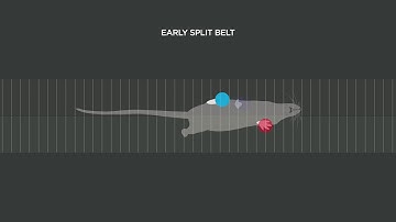Locomotor learning on a split-belt treadmill in mice