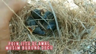 Download Lagu Panen perdana di awal musim burung decu di alam liar MP3 Download Lagu Panen perdana di awal musim burung decu di alam liar MP3