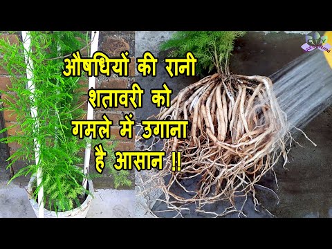 वीडियो: शतावरी के पौधे कैसे लगाएं
