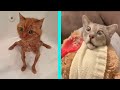 BEST DANK CAT MEMES COMPILATION OF 2020 PART 13 (from TikTok)