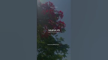 صوت مريح واجمل الآيات 🤍 #سورة_الأنبياء #quran