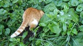 Cat Vs Rabbit Rabbit Vs Cat