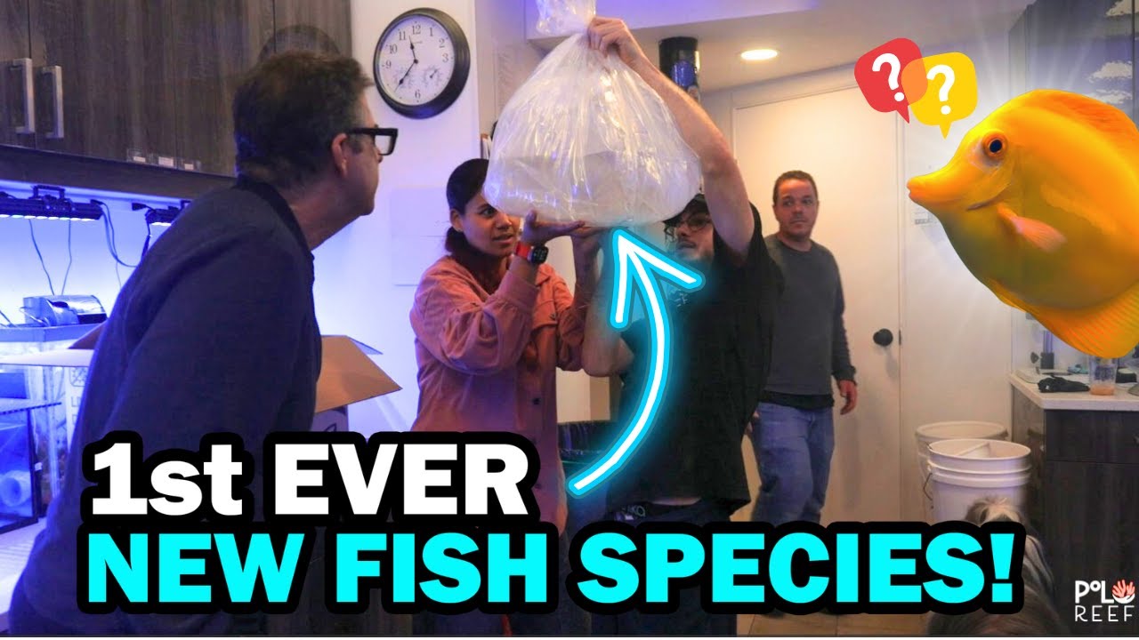 POLO REEF GETS A DRAGON AND IT'S FIRST EVER NEW FISH SPECIES.