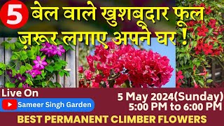 5 ख़ुशबूदार फूलों की बेल जो पूरे साल देगी फूल आपकी बालकनी या ज़मीन पर || 5 Permanent Creeper Flowers